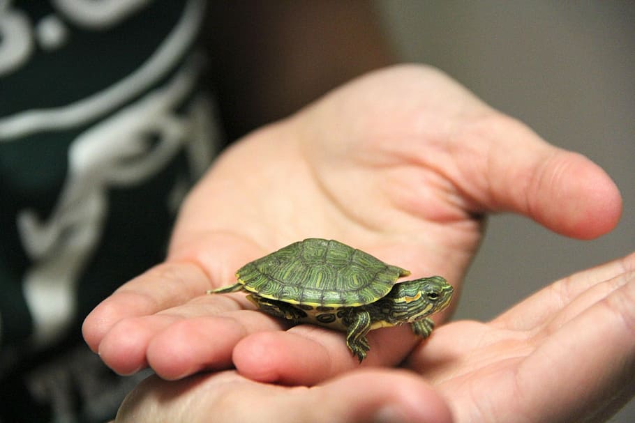 schildpad, huisdier, schattig, schelp, één dier, dierlijke thema's, reptiel, menselijk lichaamsdeel, menselijke hand, dierenleven, hand-, dieren in het wild, een persoon, bezit, detailopname, echte mensen, focus op de voorgrond, onherkenbaar persoon, selectieve aandacht, dag, vinger, klein, 5K