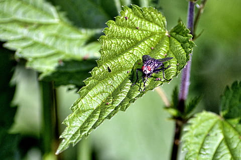 fliegen, Brennnessel, schließen, Insekt, Insektenfoto, Pflanze, Natur, grüne Farbe, Pflanzenteil, Blatt, wirbellos, Tiere in freier Wildbahn, Tierwelt, Tier, Tierthemen, ein Tier, Wachstum, Nahansicht, Fokus auf den Vordergrund, Tag, keine Leute, Schönheit in der Natur, draußen, Verletzlichkeit, 2K, CC0, gemeinfrei, lizenzfrei
