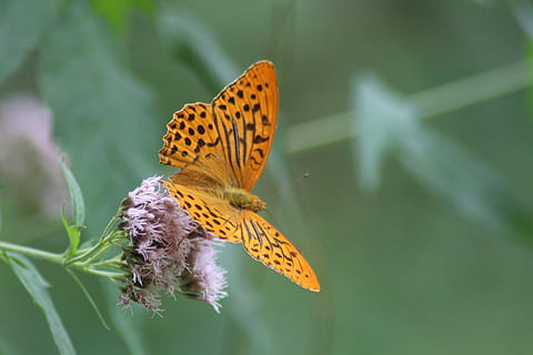 farfalla, volo, fauna selvatica, temi animali, animale, un animale, animali allo stato selvatico, bellezza nella natura, ala animale, natura, concentrarsi sulle conoscenze acquisite, fiore, nessuno, insetto, pianta, fragilità, farfalla - insetto, avvicinamento, pianta fiorita, giorno, vulnerabilità, all'aperto, testa di fiore, impollinazione, 5K, CC0, dominio pubblico, privo di copyright
