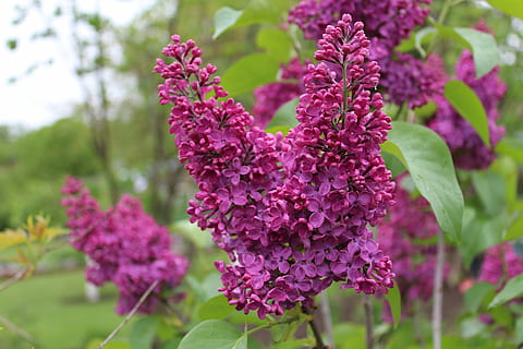 without, violet, garden, flower, flowering plant, plant, freshness, beauty in nature, vulnerability, fragility, pink color, growth, close-up, lilac, nature, petal, focus on foreground, purple, inflorescence, blossom, springtime, day, flower head, no people, outdoors, bunch of flowers, 5K, CC0, public domain, royalty free