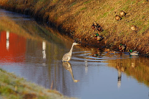 eaux, la nature, réflexion, rivière, Lac, héron, canards, ambiance, eintracht, réflexion de l'eau, eau, banque, idylle, rayon de soleil, héron cendré, animaux à l'état sauvage, la faune des animaux, oiseau, thèmes animaux, animal, groupe d'animaux, vertébré, beauté dans la nature, front de mer, plante, journée, herbe, oiseau d'eau, tranquillité, personne, en plein air, 2K, CC0, domaine public, libre de droits