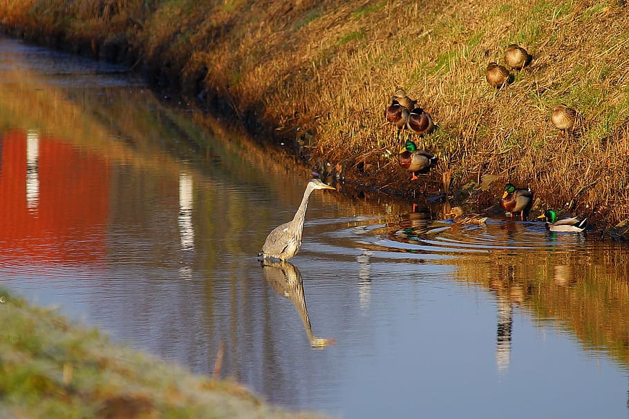 aigües, naturalesa, reflexió, riu, llac, garza, ànecs, humor, eintracht, reflexió de l’aigua, aigua, banc, idil·li, raig de sol, Garza gris, animals a la natura, fauna animal, ocell, temes d'animals, animal, grup d’animals, vertebrats, bellesa a la natura, davant del mar, planta, dia, herba, ocell aquàtic, tranquil·litat, cap gent, a l'aire lliure, 2K