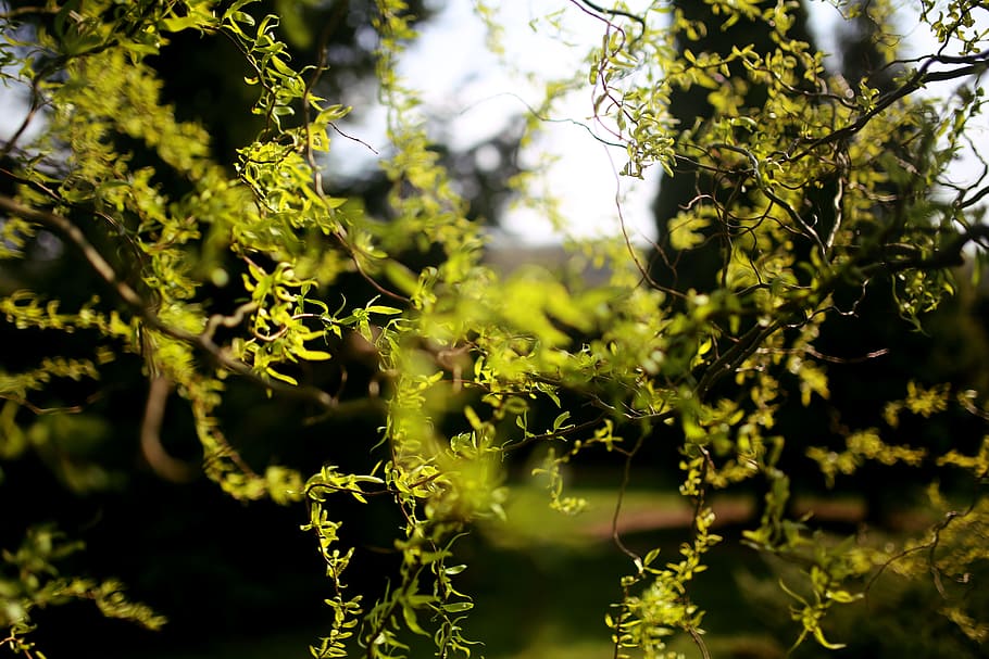 chinesische Weide, Geäst, Grün, Frühling, Weide, Pflanze, Wachstum, Baum, Schönheit in der Natur, Natur, Tag, keine Leute, grüne Farbe, Fokus auf den Vordergrund, Ruhe, Nahansicht, selektiver Fokus, draußen, Ast, Sonnenlicht, Pflanzenteil, Frische, Blatt, Blume, Zerbrechlichkeit, Flechte, 5K
