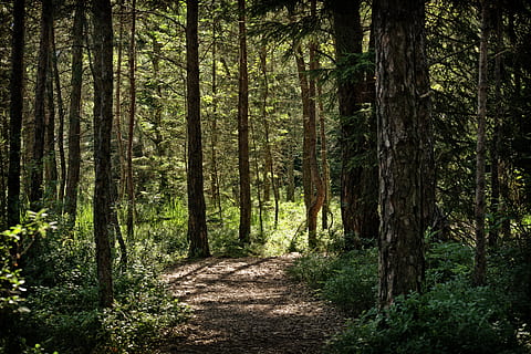 bospad, dennenbos, Bos, pijnboom, bomen, Pine familie, natuur, naaldboom, bosbouw, weg, rust uit, mystiek, stil, Boomstam, migratieroute, wandelen, promenade, boom, fabriek, land-, kalmte, romp, groei, schoonheid in de natuur, bos-, richting, rustige scène, de weg vooruit, voetpad, geen mensen, dag, niet-stedelijke scène, groene kleur, scenics - natuur, buitenshuis, spoor, 5K, CC0, publiek domein, royaltyvrij