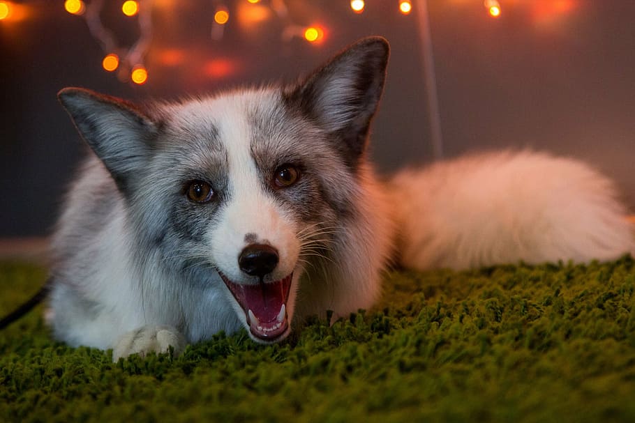 Weiß, grau, Fuchs, Bestien, Tiere, flauschige, Mund, Haustiere, ein Tier, Tierthemen, Hund, Kamera betrachten, keine Leute, Gras, Porträt, draußen, Tier, Säugetier, inländisch, Eckzahn, Nahansicht, Tierkörperteil, Mund offen, selektiver Fokus, Fokus auf den Vordergrund, Nacht-, Gesichtsausdruck, Tierkopf, klein, Border Collie, Tiermund, 2K