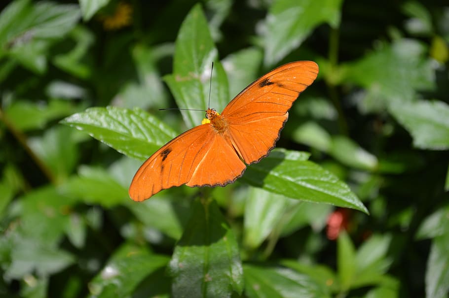 papallona, taronja, insecte, error, brillant, volar, naturalesa, macro, ales, julia, dryas iulia, la flama, julia heliconian, fauna, antenes, seques, animal, ecologia, conservació, Sud Amèrica, Centreamèrica, mexicà, Amèrica del nord, color taronja, ala dels animals, papallona - insecte, full, part de la planta, planta, primer pla, bellesa a la natura, fauna animal, un animal, temes d'animals, invertebrat, dia, centrar-se en primer pla, color verd, cap gent, creixement, a l'aire lliure, 5K