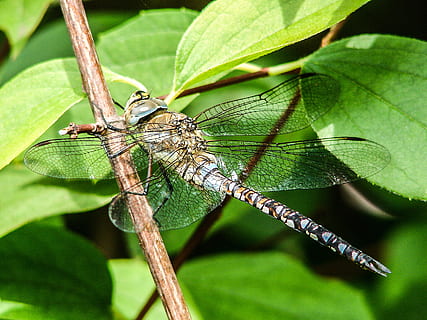 libèl·lula, insecte, tancar, brillant, insecte de vol, blau, animal, fauna animal, animals a la natura, part de la planta, invertebrat, temes d'animals, full, un animal, planta, primer pla, color verd, ala dels animals, naturalesa, dia, cap gent, centrar-se en primer pla, a l'aire lliure, creixement, bellesa a la natura, 2K, CC0, domini públic, lliure de regalies