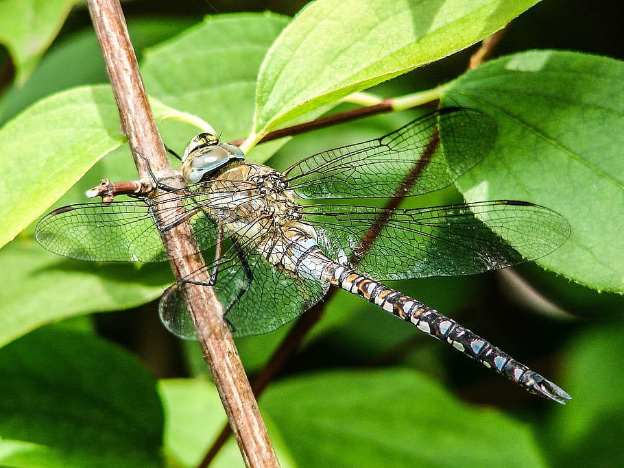 libèl·lula, insecte, tancar, brillant, insecte de vol, blau, animal, fauna animal, animals a la natura, part de la planta, invertebrat, temes d'animals, full, un animal, planta, primer pla, color verd, ala dels animals, naturalesa, dia, cap gent, centrar-se en primer pla, a l'aire lliure, creixement, bellesa a la natura, 2K
