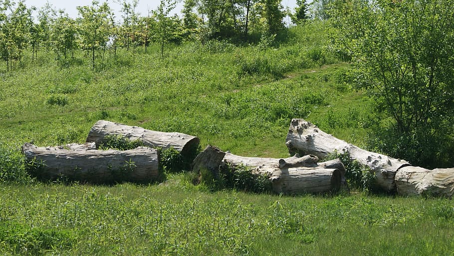 tronchi d'albero, tribù, legna, albero, piace, erba, campo, all'aperto, nessuno, giorno, colore verde, pianta, crescita, natura, temi animali, mammifero, terra, animale, bellezza nella natura, un animale, vertebrato, fauna selvatica, animali allo stato selvatico, la tranquillità, rilassamento, abbaiare, 2K