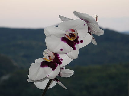 Orchid, Flowers, Spring, toy, no people, outdoors, close-up, day, anthropomorphic face, flower, flowering plant, plant, beauty in nature, nature, freshness, focus on foreground, fragility, white color, vulnerability, petal, flower head, sky, inflorescence, growth, animal, representation, pollen, 5K, CC0, public domain, royalty free