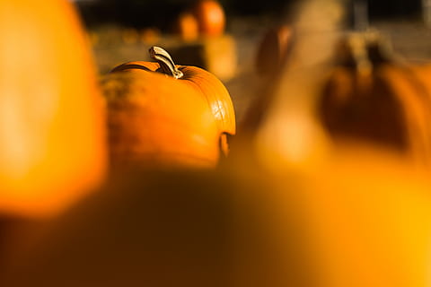 seleccionado, foto de enfoque, naranja, Fruta, selectivo, fotografía de enfoque, calabaza, tiempo de día, squash, vegetal, otoño, parche, jardín, huerto de calabazas, comida y bebida, comida, color naranja, frescura, enfoque selectivo, Víspera de Todos los Santos, alimentación saludable, celebracion, nadie, de cerca, bienestar, adentro, naturaleza muerta, evento festivo, grupo de objetos, Jack o 'lantern, luminosidad, 4K, CC0, dominio público, libre de derechos