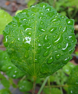 blad, regn, regnfuld, regndråbe, regndråber, grøn, dråbe, vand, våd, grøn farve, plante del, plante, tæt på, natur, vækst, friskhed, skønhed i naturen, fokus på forgrunden, ingen mennesker, dag, dug, udendørs, renhed, regntiden, 1080P, CC0, offentligt domæne, royaltyfrie