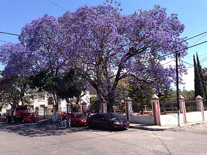 Jacaranda, pohon, bunga, bagasi, Daun-daun, ranting, alam, menanam, mekar, berkembang, daun bunga, botani, organik, batang, herba, pertanian, di luar rumah, lingkungan Hidup, daun, hortikultura, vegetasi, ungu, hari, tidak ada orang, pertumbuhan, tanaman berbunga, angkutan, sinar matahari, moda transportasi, Arsitektur, kota, eksterior bangunan, musim semi, kendaraan darat, struktur yang dibangun, keindahan di alam, Kendaraan bermotor, bunga sakura, pohon ceri, 2K, CC0, domain publik, bebas royalti