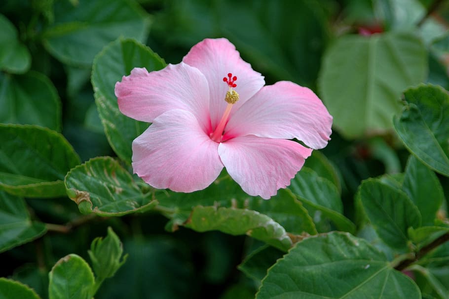 primer pla, foto, rosa, flor d’hibisc, hibiscus, flor, florir, planta, fulles, flora, naturalesa, verd, florint, estiu, natural, jardí, brillant, delicada, a l'aire lliure, xinès, tropical, arbust, fragant, planta amb flors, frescor, bellesa a la natura, fragilitat, pètal, full, cap de flor, vulnerabilitat, part de la planta, inflorescència, color rosa, creixement, cap gent, color verd, primavera, pol·len, porpra, llit de flors, 2K