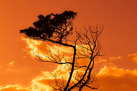 træ, afdeling, solnedgang, himmel, skyer, natur, Nationalpark, cavo greko, cypern, sky - himmel, silhuet, skønhed i naturen, plante, ro, dramatisk himmel, orange farve, ingen mennesker, scenics - natur, bare træ, rolig scene, udendørs, lav vinkel visning, skumring, idyllisk, 2K, CC0, offentligt domæne, royaltyfrie