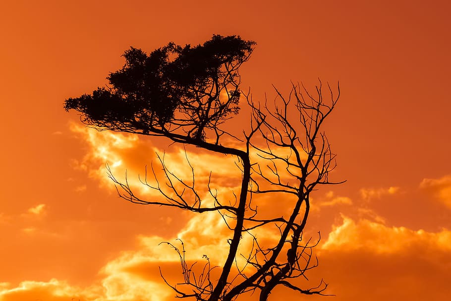 træ, afdeling, solnedgang, himmel, skyer, natur, Nationalpark, cavo greko, cypern, sky - himmel, silhuet, skønhed i naturen, plante, ro, dramatisk himmel, orange farve, ingen mennesker, scenics - natur, bare træ, rolig scene, udendørs, lav vinkel visning, skumring, idyllisk, 2K