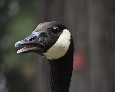 kepala, merapatkan, gigi, Profil, hitam, bebek, kepala bebek, burung, binatang di alam liar, paruh, tema binatang, satwa liar hewan, satu binatang, hewan, bertulang belakang, fokus pada latar depan, bagian tubuh hewan, kepala hewan, hari, tidak ada orang, angsa, alam, di luar rumah, warna hitam, mencari, tampilan samping, leher binatang, mata binatang, mulut binatang, 4K