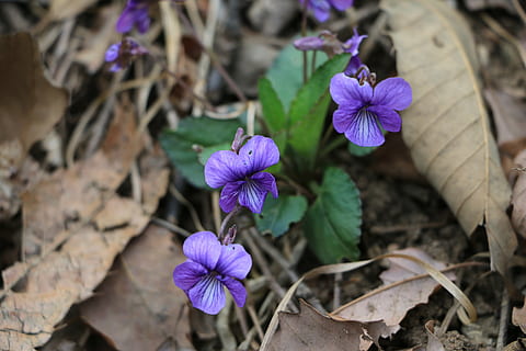 flowers, violet, spring, flowering plant, flower, purple, fragility, vulnerability, petal, freshness, plant, beauty in nature, growth, close-up, inflorescence, flower head, nature, no people, high angle view, focus on foreground, day, botany, plant part, iris, crocus, 5K, CC0, public domain, royalty free
