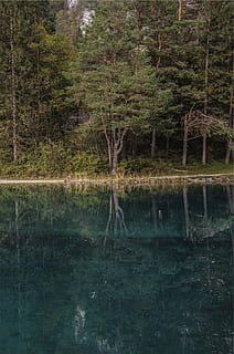 hutan, tubuh, air, pohon, siang hari, danau, refleksi, alam, di luar rumah, tidak ada orang, hari, ketenangan, menanam, tanah, pertumbuhan, adegan yang tenang, scenics - alam, keindahan di alam, tepi laut, adegan non-urban, warna hijau, rawa, 1080P, CC0, domain publik, bebas royalti