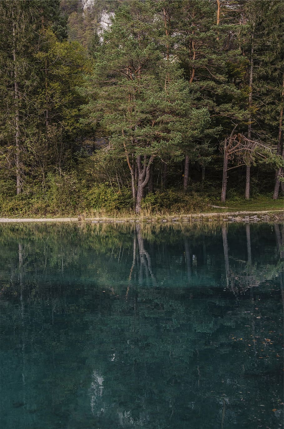 foresta, corpo, acqua, alberi, giorno, lago, riflessione, natura, albero, all'aperto, nessuno, la tranquillità, pianta, terra, crescita, scena tranquilla, scenics - natura, bellezza nella natura, lungomare, scena non urbana, colore verde, palude, 1080P