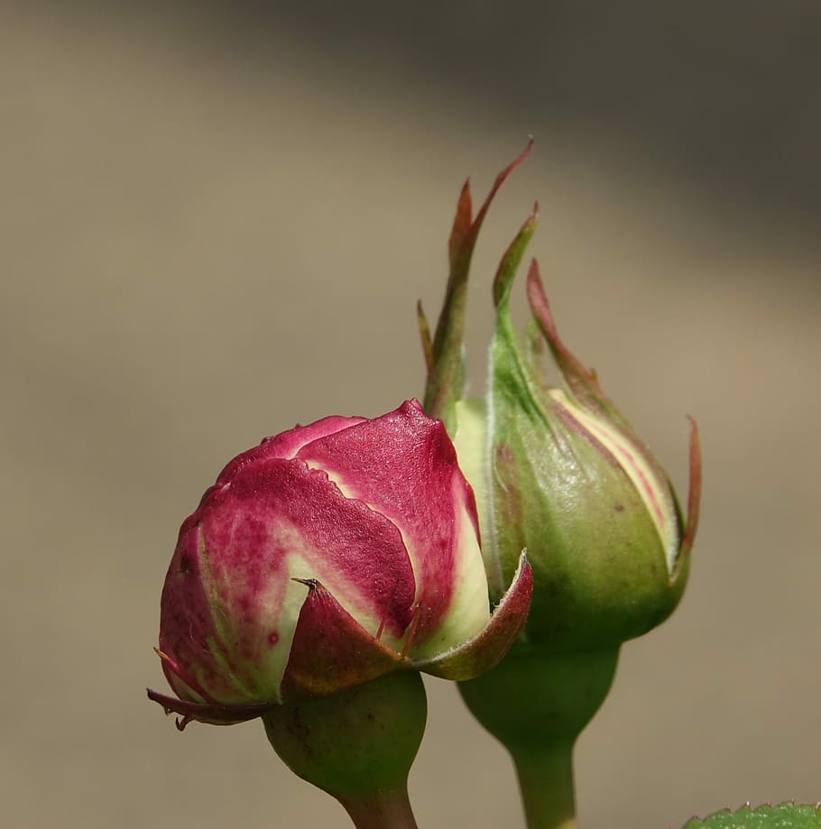 rosa, cova, pulsante, freschezza, avvicinamento, bellezza nella natura, pianta, nessuno, girato in studio, fiore, cibo e bevande, colore verde, cibo, mangiare sano, in casa, pianta fiorita, concentrarsi sulle conoscenze acquisite, fragilità, natura, crescita, vulnerabilità, benessere, rosso, sepalo, 2K