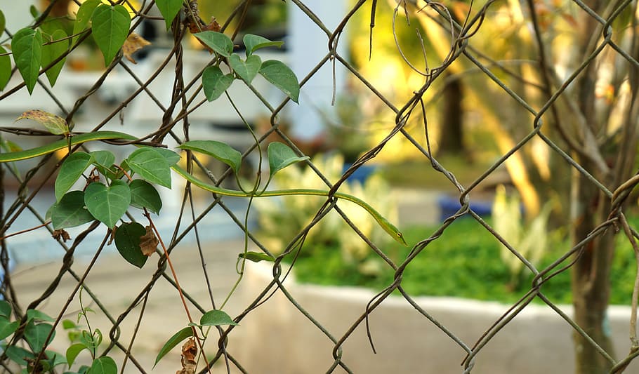 solid, solid rekord, grøn, hegn, chainlink hegn, sikkerhed, beskyttelse, grænse, fokus på forgrunden, barriere, natur, ingen mennesker, dag, blad, grøn farve, plante, plante del, metal, tæt på, baggrunde, fuld ramme, udendørs, 4K