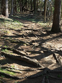 rădăcini, cale, copac cu rădăcini, cale dificila, pădure, natură, copac, în aer liber, cărare, teren, plantă, trompă, trunchi de copac, lumina soarelui, umbră, creştere, zi, liniște, nici o persoana, frumusețe în natură, o scenă liniștită, cădere, peisaj, scenice - natura, 2K, CC0, domeniu public, fără drepturi de autor