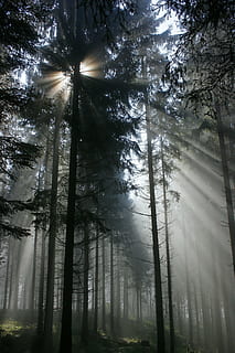 els raigs del sol, infiltració, pins, bosc, llum de fons, arbres, raig de sol, gegenlichtaufnahme, al matí, arbre, naturalesa, pi, escenics, cap gent, tronc de l'arbre, vista d’angle baix, a l'aire lliure, planta, bellesa a la natura, terra, tranquil·litat, llum solar, escenics - natura, tronc, creixement, escena no urbana, escena tranquil·la, boira, dia, streaming, 4K, CC0, domini públic, lliure de regalies