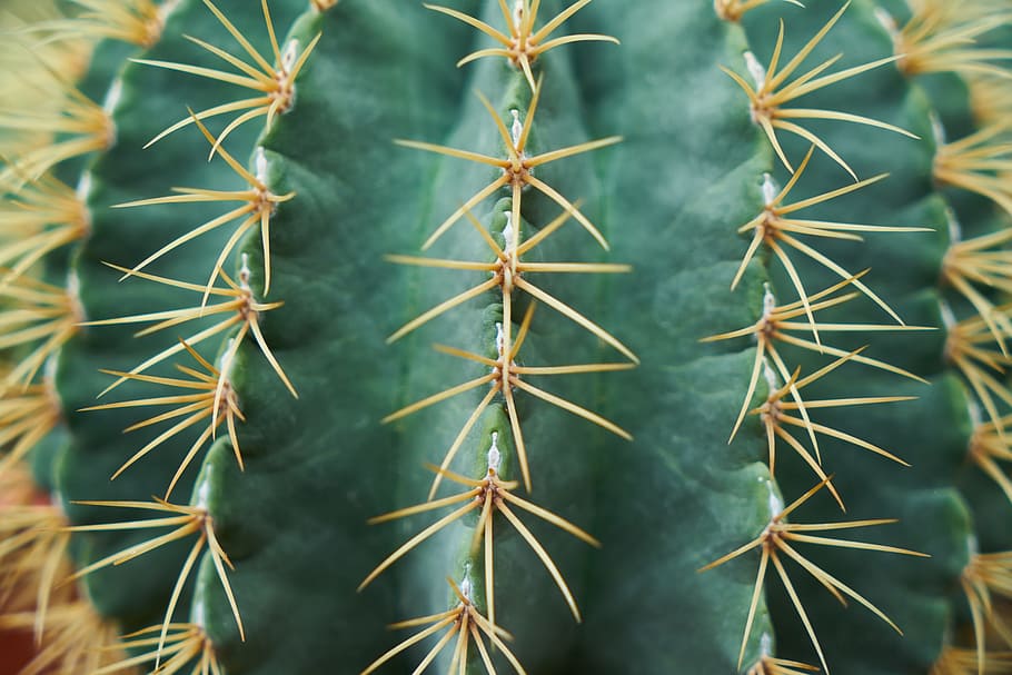 pianta di cactus verde, cactus, dea, ago, macro, foto di fiori, giardino, pianta, fiore, bellissimo, natura, vaso di fiori, fiori, pianta del fogliame, colpi di dettaglio, sfondo, vicino, solido, nessuno, struttura, avvicinamento, dettaglio, verde, immagine a colori, prospettiva, sfondi, orizzontale, messa a fuoco selettiva, colore vivido, modello, spina, fotogramma intero, spillo, pianta succulenta, crescita, acuto, colore verde, giorno, bellezza nella natura, concentrarsi sulle conoscenze acquisite, all'aperto, modello naturale, cactus di botte, spinoso, 5K