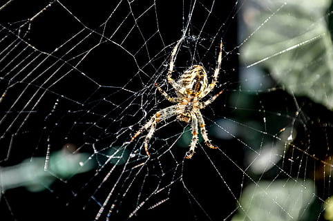 ragno, Rete, ragnatela, vicino, natura, aracnide, reti tese, insetto, ragno di giardino, animale, macro, macro di ragno, mondo animale, ragnatele, gambe, prendere prede, Aracne, peloso, in agguato, rischio, caccia, riflessi di luce, fragilità, invertebrato, artropodo, fauna selvatica, temi animali, un animale, avvicinamento, animali allo stato selvatico, vulnerabilità, concentrarsi sulle conoscenze acquisite, sopravvivenza, nessuno, web, gamba animale, all'aperto, complessità, 2K, CC0, dominio pubblico, privo di copyright