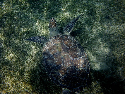 schildpad, zeebedding, duiken, dier, onderwater-, natuur, zee, reptiel, dieren in het wild, groene schildpad, zeeschildpad, water, zwemmen dier, één dier, dierlijke thema's, dierenleven, zeeleven, hoge hoekmening, zwemmen, dieren schaal, schelp, gewerveld, marinier, geen mensen, onderzees, buitenshuis, amfibie, 2K, CC0, publiek domein, royaltyvrij