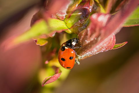 nyckelpiga, makro, natur, insekt, skalbagge, stänga, poäng, röd, siebenpunkt ladybird, makro foto, djur, vår, coccinellidae, närbild, ett djur, djurteman, djur i det vilda, djurliv, utomhus, blad, ryggradslös, djur-, växt, skönhet i naturen, blommande växt, blomma, fokusera på förgrunden, fick syn på, inget folk, små, blomhuvud, 2K, CC0, offentligt domän, royaltyfria