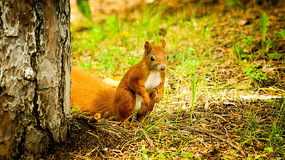 Veverița, pădure, Ruda, copac, natură, crengi, rozător, a închide, animale tematice, mamifer, animal, un animal, animale sălbatice, animale în sălbăticie, trunchi de copac, trompă, veveriţă, plantă, nici o persoana, teren, animale vertebrate, să se concentreze asupra primelor elemente, zi, ședință, în aer liber, 4K, CC0, domeniu public, fără drepturi de autor