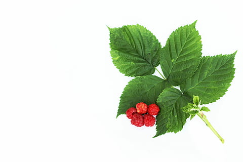 gerd, carta, gerds, carta, color verd, full, tallar, vermell, Color blanc, fons blanc, part de la planta, tir de l'estudi, frescor, menjar i beguda, còpia espai, alimentació saludable, primer pla, a l'interior, naturalesa, menjar, fruites de baies, planta, benestar, fruita, cap gent, herba, fulla de menta - culinària, bouquet, 5K, CC0, domini públic, lliure de regalies