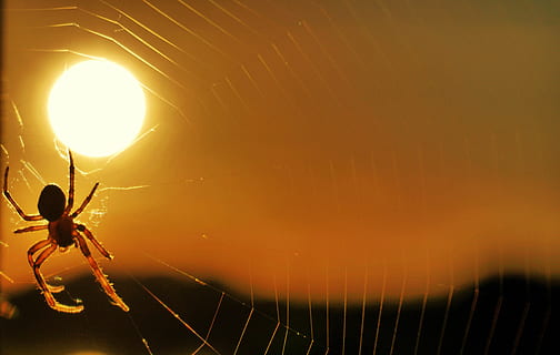 Spinne, Sonne, Sonnenuntergang, Spinnennetz, Insekt, Spinnweben, Tiere, Natur, schließen, Makro, weben, kleine Tiere, Gegenlicht, Spinnentier, Netzwerk, Sommer-, Himmel, orange Farbe, keine Leute, Tierwelt, Tier, Silhouette, Tierthemen, ein Tier, Sonnenlicht, Schönheit in der Natur, Tiere in freier Wildbahn, draußen, Transport, Gelb, wirbellos, Nahansicht, 4K, CC0, gemeinfrei, lizenzfrei