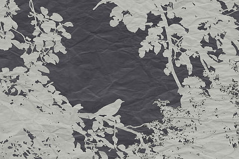 schwarz, Weiß, Vogel Silhouette, Grafik, Textil-, Verschleierung, bewirken, Vogel, Ast, Vektor, Natur, Baum, Geäst, ästhetisch, Deko, Papier-, Dekoration, Pflanzenteil, Blatt, keine Leute, High Angle View, Blätter, Vollbild, Hintergründe, Tag, Nahansicht, Muster, Pflanze, draußen, trocken, Schönheit in der Natur, Wasser, See, Herbst, Wandbau - Funktion, Bodenbelag, Veränderung, Ahornblatt, 1080P, CC0, gemeinfrei, lizenzfrei