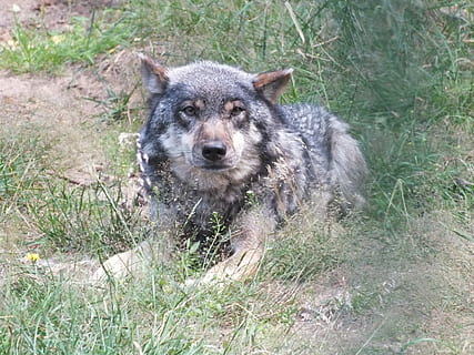 Lobos, animales, naturaleza, un animal, fauna animal, animales en la naturaleza, mirando a la cámara, lobo, al aire libre, temas de animales, animal, hierba, mamífero, retrato, perro, canino, planta, mascotas, día, tierra, vertebrado, nacional, campo, nadie, animales domesticos, 2K, CC0, dominio público, libre de derechos