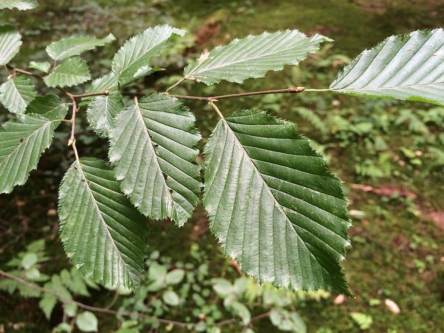 full, fulles, faig, naturalesa, planta, verd, sol, arbre caducifoli, fulles de faig, color verd, creixement, dia, part de la planta, bellesa a la natura, primer pla, cap gent, centrar-se en primer pla, a l'aire lliure, enfocament selectiu, terra, arbre, tranquil·litat, patró natural, vena de la fulla, camp, arbre de coníferes, 2K