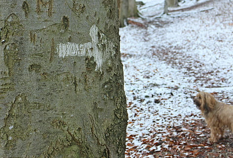 albero, ceppo, tribù, abbaiare, freccia, Nota, informazione, direzione, trovare, determinazione, far sapere, lontano, elenco, destra, marcatura, cartello stradale, waymarks, caratteri marcatori, segnaletica, personaggio migratore, marchio, bianca, mammifero, temi animali, un animale, animale, tronco d'albero, tronco, animali domestici, giorno, domestico, nessuno, canino, cane, vertebrato, natura, pianta, concentrarsi sulle conoscenze acquisite, strutturato, corteccia vegetale, 4K, CC0, dominio pubblico, privo di copyright