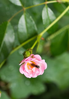 hoverfly, แมลง, ดอก, เบ่งบาน, ดอกกุหลาบ, สีชมพู, ดอกไม้สีชมพู, สวน, ฤดูร้อน, ปลูก, ปิด, ธรรมชาติ, ดอกไม้, กลีบดอกไม้, ใกล้ชิด, สีเขียว, หัวดอกไม้, ใบไม้, ความงามในธรรมชาติ, แมโคร, การเจริญเติบโต, ไม้ดอก, ความบอบบาง, ความอ่อนแอ, ความสด, ส่วนของพืช, สัตว์หนึ่งตัว, สัตว์ที่ไม่มีกระดูกสันหลัง, สัตว์ในป่า, ไม่มีคน, กลางแจ้ง, การผสมเกสรดอกไม้, 4K, CC0, โดเมนสาธารณะ, ค่าลิขสิทธิ์ฟรี