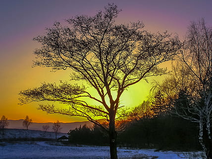 foto, arbres, daurat, hores, arbre, posta de sol, neu, naturalesa, hivern, paisatge, a l'aire lliure, planta, cel, bellesa a la natura, escenics - natura, escena tranquil·la, tranquil·litat, escena no urbana, cap gent, silueta, arbre nu, branca, aigua, color taronja, 4K, CC0, domini públic, lliure de regalies