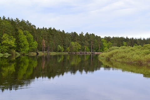 mesera, hutan, sungai, pohon, air, refleksi, menanam, danau, keindahan di alam, ketenangan, scenics - alam, adegan yang tenang, pertumbuhan, langit, warna hijau, tidak ada orang, tepi laut, alam, hari, adegan non-urban, tanah, di luar rumah, 4K, CC0, domain publik, bebas royalti