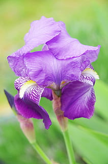 iris, kerdil, violet, alam, bunga ungu, menanam, kelopak, bunga, musim semi, daun bunga, kerapuhan, ungu, keindahan di alam, tanaman berbunga, kerentanan, kesegaran, merapatkan, kepala bunga, hal berkembang, pertumbuhan, iris - tanaman, tidak ada orang, fokus pada latar depan, hari, fokus selektif, 4K, CC0, domain publik, bebas royalti