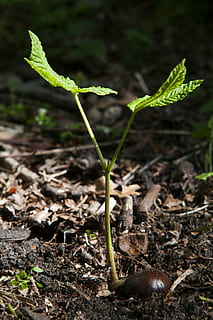 forest, chestnut, spring, button, tree, seedling, growth, sprout, green, nature, sunlight, sheet, life, power, plant, leaf, plant part, field, close-up, beginnings, green color, beauty in nature, no people, land, freshness, dirt, vulnerability, day, new life, plant stem, fragility, small, mud, plantation, 4K, CC0, public domain, royalty free