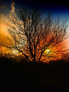 silhuet, bar, træ, solnedgang, smuk, himmel, skyer, orange, rød, stadig, natur, landskab, hvile, surrealistisk, skumring, sol, indstilling, atmosfære, humør, aften, græs, græsser, reed, stemning, blære, Busk, træer, buske, hæk, efterår, tåge, outback, bare træ, plante, scenics - natur, ro, skønhed i naturen, rolig scene, orange farve, afdeling, sky - himmel, ingen mennesker, jord, Mark, ikke-urbane scene, udendørs, mørk, romantisk himmel, 2K, CC0, offentligt domæne, royaltyfrie