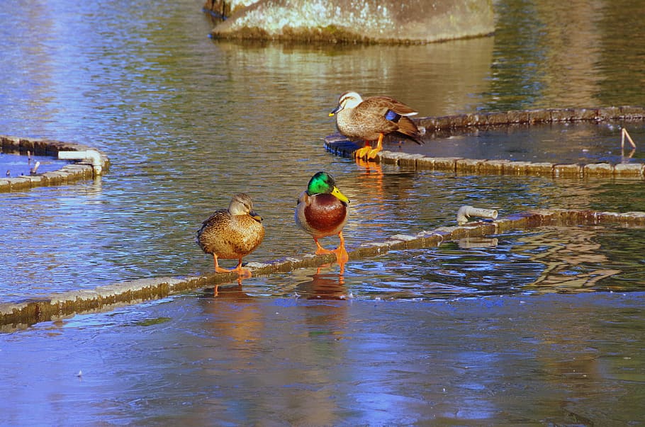 Ententeich, Ente, Teich, Reflexion, Wasser, Tierthemen, Vogel, See, Tiere in freier Wildbahn, Tier, Tierwelt, Wirbeltier, Gruppe von Tieren, keine Leute, Natur, Tag, Wasservogel, draußen, zwei tiere, Schönheit in der Natur, Geflügel, 4K