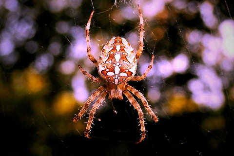 selectiu, focalitzar la fotografia, marró, blanc, araneus spider, foto del focus, aranya, web, bokeh, teranyina, fauna animal, temes d'animals, centrar-se en primer pla, primer pla, animals a la natura, animal, un animal, aràcnids, invertebrat, artròpode, insecte, fragilitat, naturalesa, a l'aire lliure, dia, cap gent, enfocament selectiu, bellesa a la natura, cames d’animal, marí, 2K, CC0, domini públic, lliure de regalies