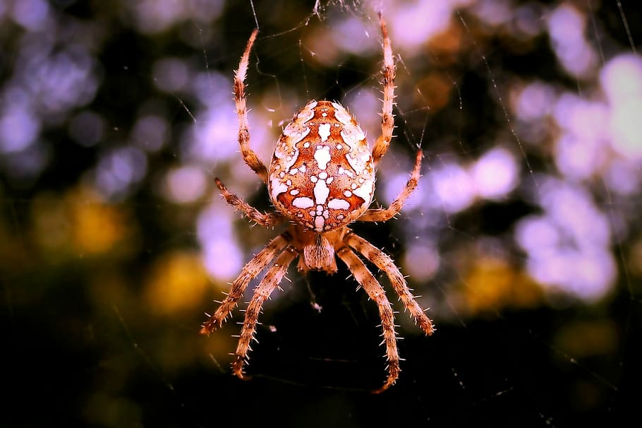 selectiu, focalitzar la fotografia, marró, blanc, araneus spider, foto del focus, aranya, web, bokeh, teranyina, fauna animal, temes d'animals, centrar-se en primer pla, primer pla, animals a la natura, animal, un animal, aràcnids, invertebrat, artròpode, insecte, fragilitat, naturalesa, a l'aire lliure, dia, cap gent, enfocament selectiu, bellesa a la natura, cames d’animal, marí, 2K