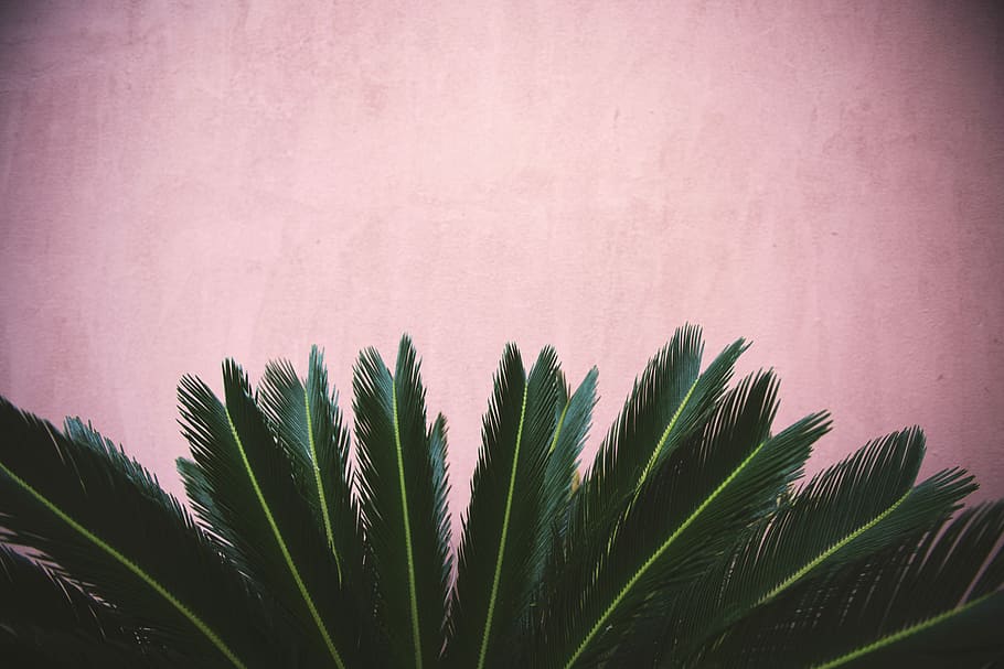 planta de zago, planta de palmera sago, rosa, fons de la paret, full, verd, paret, concret, planta, tropical, textura, fullatge, fons, creixement, color verd, funció de construcció de parets, naturalesa, primer pla, cap gent, bellesa a la natura, color rosa, part de la planta, dia, a l'aire lliure, estructura construïda, arquitectura, tranquil·litat, arbre, vista d’angle baix, fulla de palma, 5K