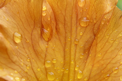 íris, flor, gota de chuva, Primavera, natureza, flora, jardim, plantar, pétala, ouro, agua, solta, molhado, fechar-se, frescura, quadro completo, beleza na natureza, origens, close-up extremo, ninguém, planta com flores, crescimento, ao ar livre, botânica, fragilidade, chuva, cabeça de flor, orvalho, pureza, 4K, CC0, domínio público, royalty free